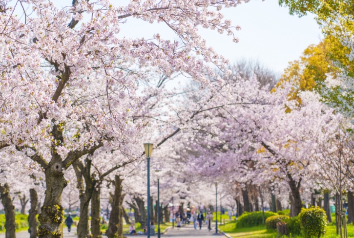 毛馬桜之宮公園画像